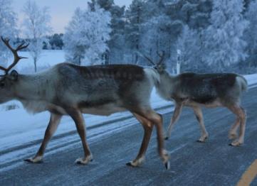 Polar Vip Transfer Services