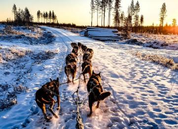 Polar Vip Transfer Services