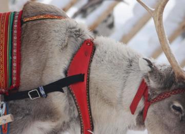 Polar Vip Transfer Services