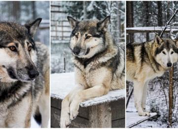 Polar Vip Transfer Services